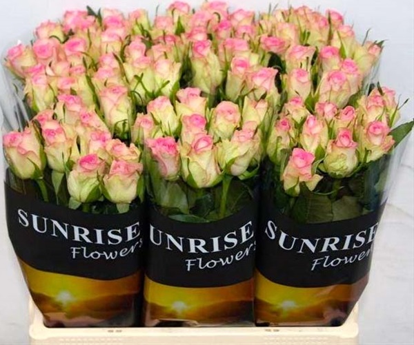 Rose Lovely Jewel Standard Rose Roses Flowers by category Sierra Flower Finder
